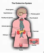 Image result for Endocrine System Unlabeled