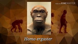 Image result for Human Evolution Design