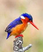 Image result for Bird Holding Branch