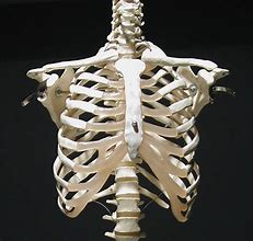 Image result for Male Skeleton Rib Cage