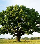 Image result for Chestnut Oak Tree Backround