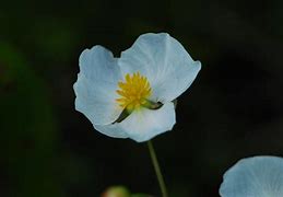 Image result for Sagittaria Natans