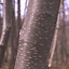 Image result for Black Birch Tree Bark