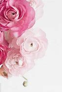 Image result for Flowering Vines with White Flowers