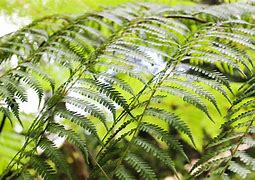 Image result for ShuttleCock Fern