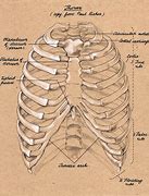 Image result for Anatomy of Rib Cage Women