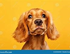 Image result for Liver and White Cocker Spaniel