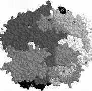 Image result for RNA Pol