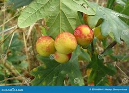 Image result for Yellow Balls On the Back of Oak Leaves