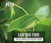 Image result for Artistic Leaf Bug On Leaf Vynl Sticker