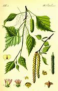 Image result for Betula Pendula