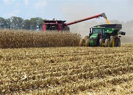 Image result for Harvesting Corn