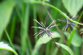 Image result for Brown Flowers in Japan