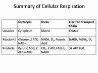 Image result for Cellular Respiration Glycolysis Diagram