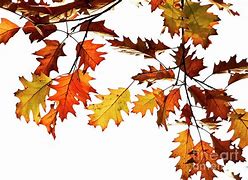 Image result for Fall Leaves Individual Oak