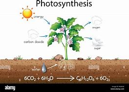 Image result for Photosynthesis Animation Diagram