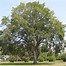 Image result for Purple Leaf Elm