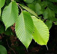 Image result for Elm Leaf Identification