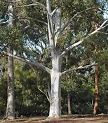 Image result for Eucalyptus Saligna Timber Characteristics