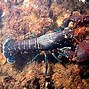 Image result for Different Lobster Species