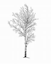 Image result for Curved Birch Tree Clip Art