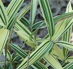 Image result for Variegated Striped Bamboo