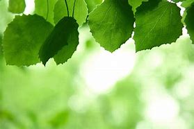 Image result for Stock Image of Aspen Leaf