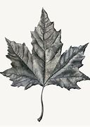 Image result for Maple Leaf Template