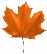 Image result for Autumn Leaf Color Vector