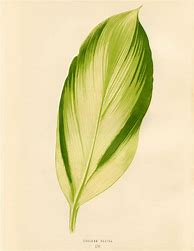 Image result for Pretty Leaf to Print