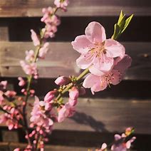 Image result for Blooming Peach Tree