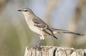 Image result for Mocking Bird Identification