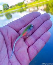 Image result for Sage Fly Fishing