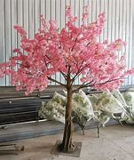 Image result for 5 FT Cherry Tree