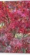 Image result for Red Maple Tree Landscape