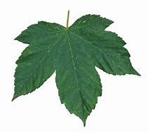 Image result for Leaf Brush Photoshop