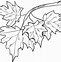 Image result for Coloring Page of Branch