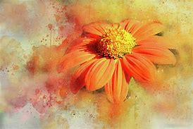 Image result for Orange Abstract Flowers