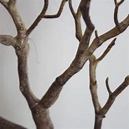 Image result for Dry Tree Branches Decoration