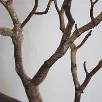 Image result for Large Tree with Branches