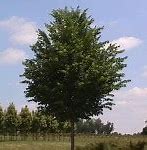 Image result for Princeton American Elm Tree