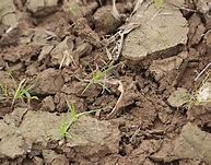 Image result for Soil Book