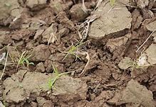 Image result for Soil