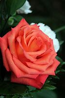 Image result for Pale Coral Rose