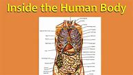 Image result for Human Being Body