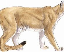 Image result for Mountain Lion Vector