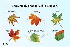 Image result for Silver Maple Seedling