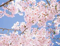 Image result for Cherry Blossom Tree Wallpaper