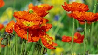 Image result for Orange Iceland Poppies