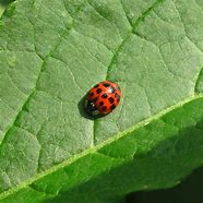 Image result for Aphids Clip Art